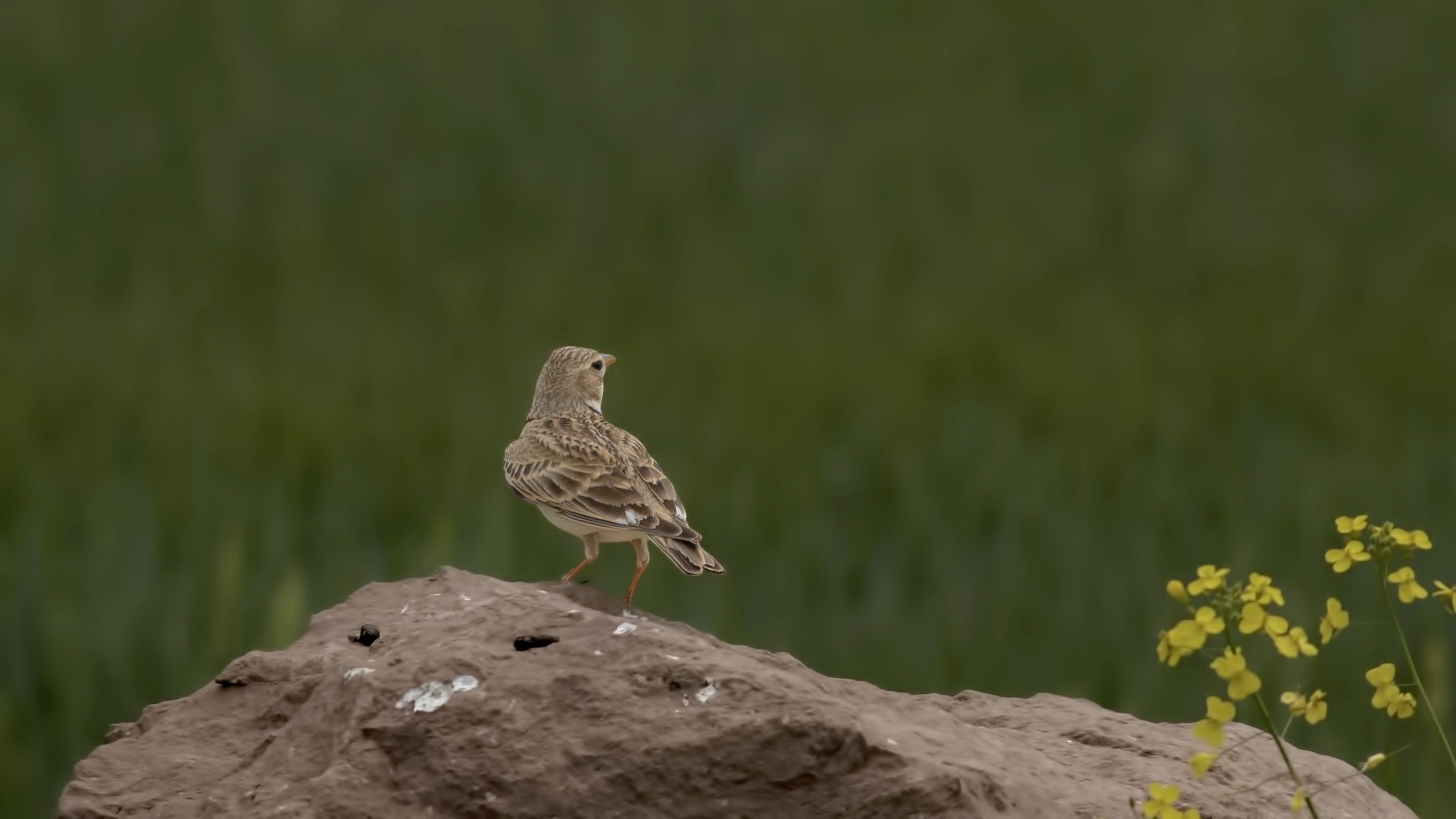 Calandra Lark